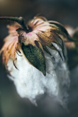 Cotton Bolls and Blooms