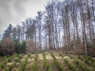 Fototapeta premium Wiederaufforstung nach Abholzung im Mischwald