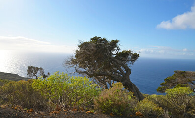 Fototapeta premium Beautiful view with gnarled Juniper trees shaped by the wind at El Sabinar, El Hierro,Canary Islands,Spain.