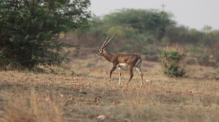 Male blackbuck walking in the grasslands