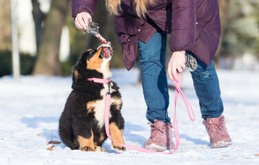 Bernese Mountain Dog puppy on a winter walk on a leash