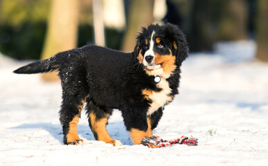 Bernese mountain dog puppy on a winter walk is played with a toy