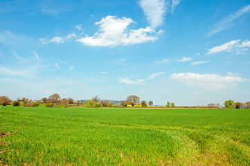Fototapeta premium Springtime crops and trees in the fields.