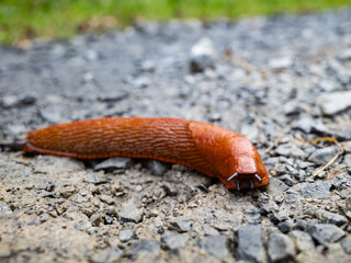 giant red forest slug close-up