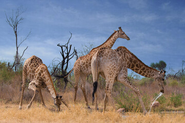 Giraffes at Waterhole