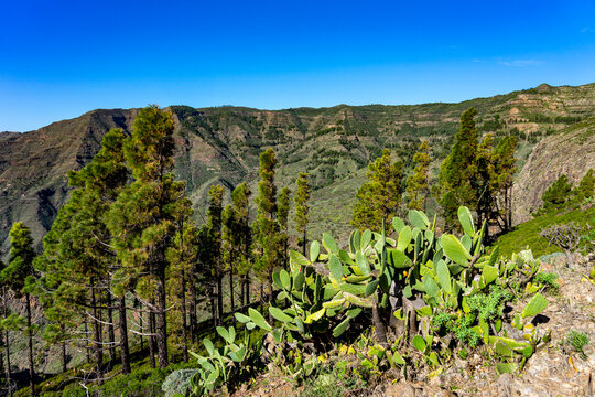 Wanderurlaub auf LA GOMERA, Kanarische Inseln: Wanderung in der Nähe des Roque Agando zwischen Kanarischen Kiefern und Kakteen