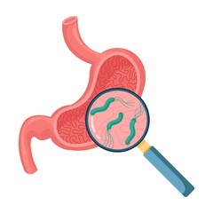 Helicobacter Pylori in the stomach. Stomach diseases. Bacterium with flagella that causes gastritis. Bacteria under magnifying glass. Vector illustration on white background
