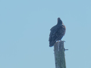 Turkey Vulture