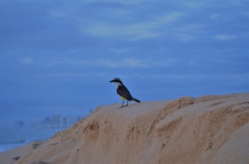 bird on the beach