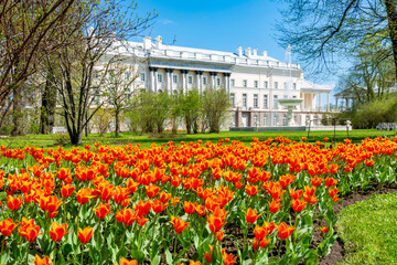 Spring tulips in Catherine park in Tsarskoe Selo (Pushkin), Saint Petersburg, Russia