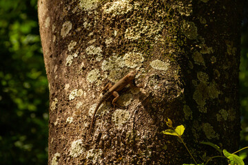 Um lagarto no tronco seco de uma árvore.