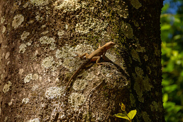 Um lagarto no tronco seco de uma árvore.