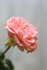 Flowers concept. Valentines day. Beautiful, pink rose. Rose symbolizing love. Royal Rose 