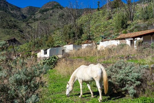 Wanderurlaub auf LA GOMERA, Kanarische Inseln: Pferd, weißer Schimmel bei Wanderung auf fruchtbarer Hochebene in der Nähe des Roque Agando