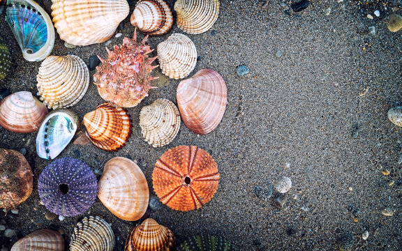 collection of sea urchins and clam shells on wet sand top view closeup, space for your text