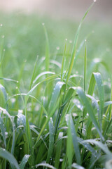 grass with drops
