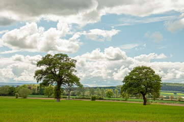 Trees on a meadow