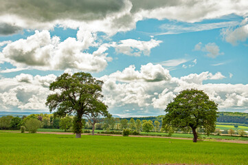 Landscape with trees and clouds