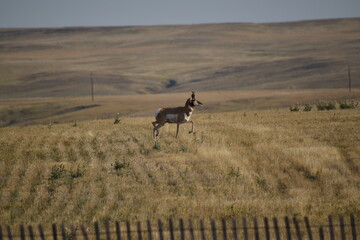 Obraz na płótnie Canvas Wyoming Antelope