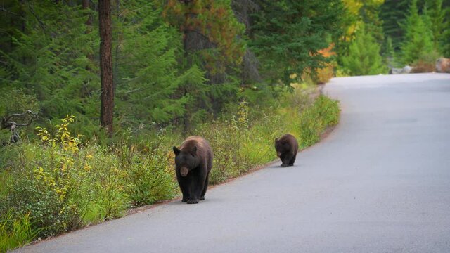 Grizzly bear with cub walk on a road in Jasper National Park, Canada