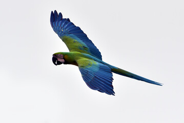 Macaw parrots during a flight