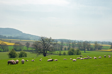 Fototapeta na wymiar Sheep grazing in the fields.