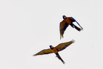 Macaw parrots during a flight