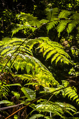 fern in the forest