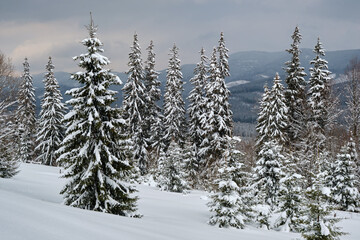 Pine trees covered with fresh fallen snow in winter mountain forest in cold gloomy evening