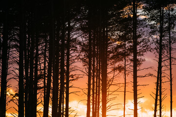 Fototapety na wymiar - Fototapeta24.pl