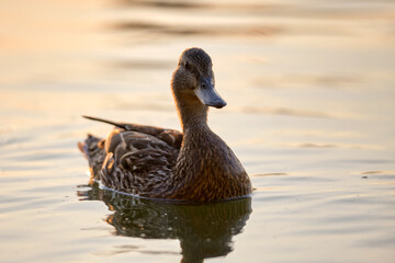 Wild duck family of mother bird and her chicks swimming on lake water at bright sunset. Birdwatching concept