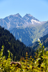 Fototapeta premium scenic view of the rocky mountain top and the slopes covered with forest