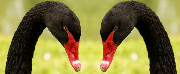 Cisne-negro ou cisne preto nome científico Cygnus atratus. Ave aquática australiana tem...