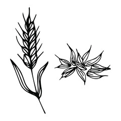 Wheat plant spikelets, vector doodle illustration, hand drawing, sketch
