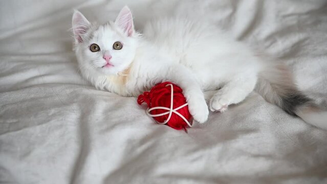cute white fluffy kitten cat lies on the bed at home with a ball of red threads looks at the camera close-up. High quality