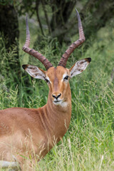Naklejka na ściany i meble Impala Ram, Kruger National Park