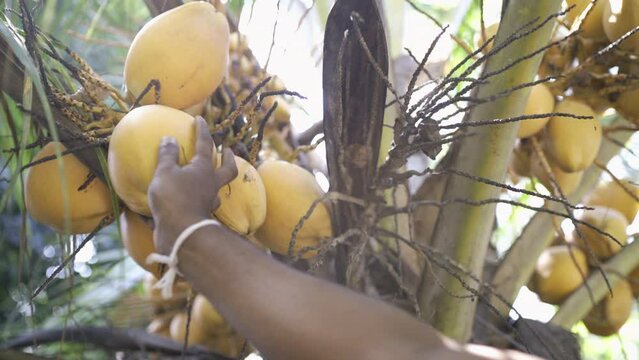 Exotic coconut harvesting. Black man hand screewing out a yellow coconut fruit from the palm tree branch with sunny rays background. Healthy food and agriculture concept 4K footage.