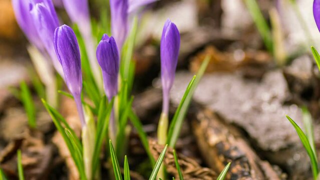 Violet crocus flowers blooming and snow is melting in spring snowy forest growing time lapse