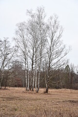 Birken im Riedholz und Grettstädter Wiesen Nauturschutzgebiet bei Schweinfurt