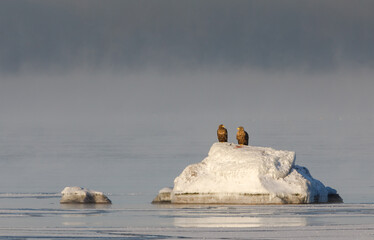 Pair of adult White-tailed Eagles resting on the ice covered rock on the sea with the freezing cold steaming background