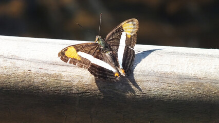 Butterfly, Bird Park, Argentina