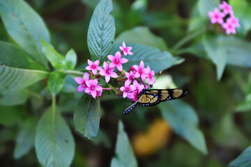 Butterfly, Bird Park, Argentina