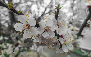 Flowering branch of apricot in spring. White flowers on a branch.