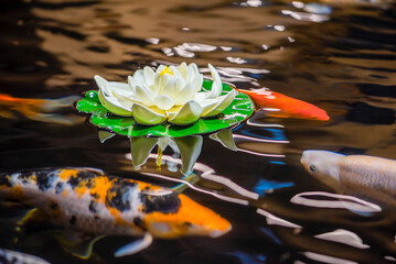 Koi swim in the water garden, carp, koi, koi swim in the pond. White lily and water lilies on the...