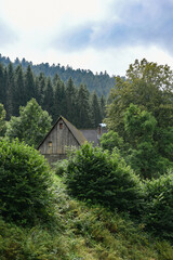 Hidden cottage in the forest between pine trees, Black Forest Germany - obrazy, fototapety, plakaty