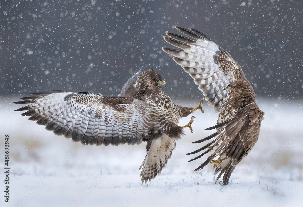 Wall mural Fighting common buzzards in the winter scenery ( Buteo bute