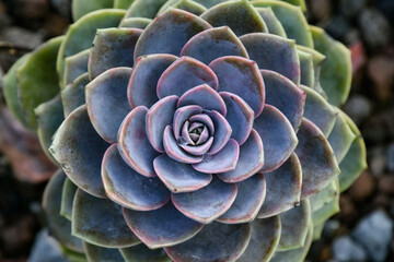 close up of a succulent plant,  symmetry pattern in the nature