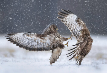 Fighting common buzzards in the winter scenery ( Buteo bute - obrazy, fototapety, plakaty