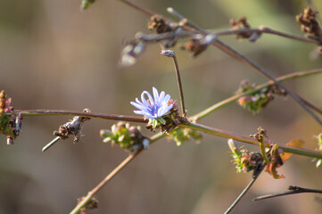 Common chicory in bloom closeup view with blurred background