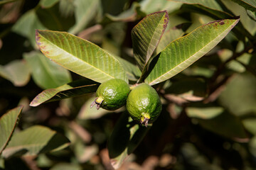 photo of a ripening guava on a tree, sunny photo